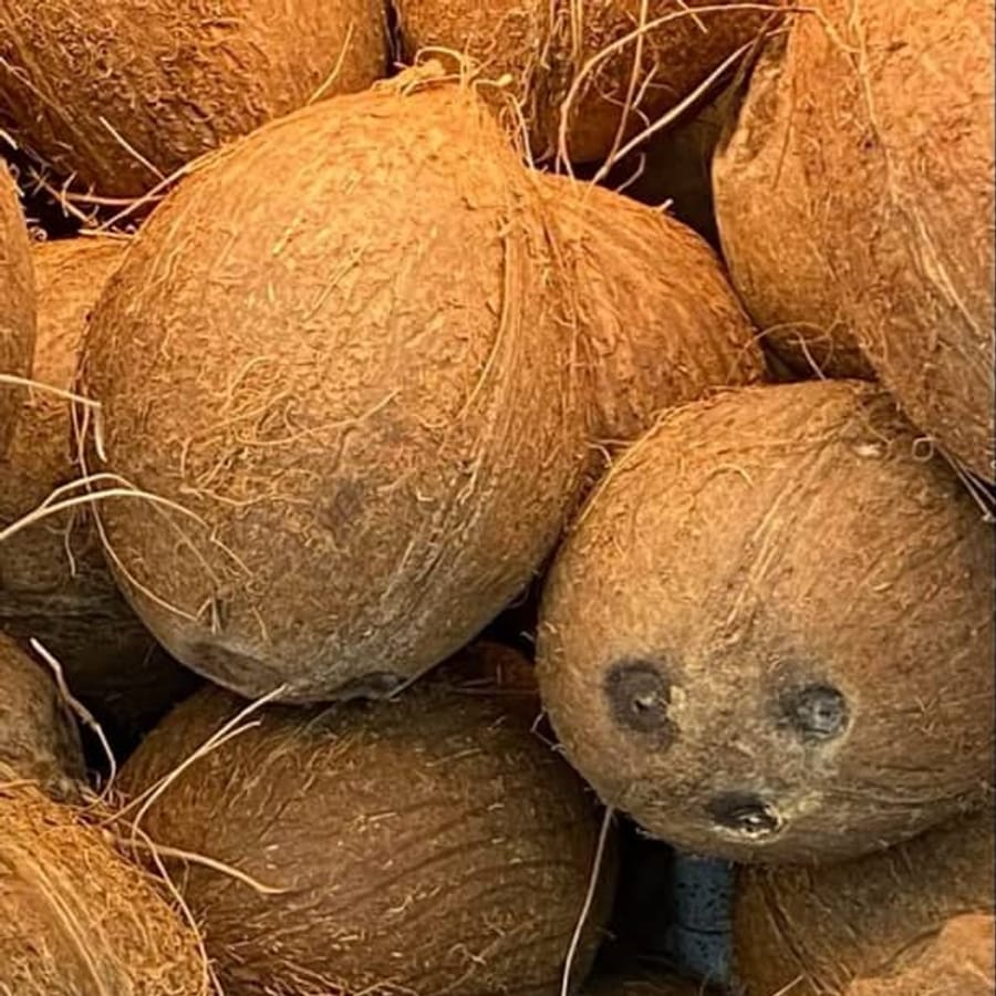 Fresh Coconuts