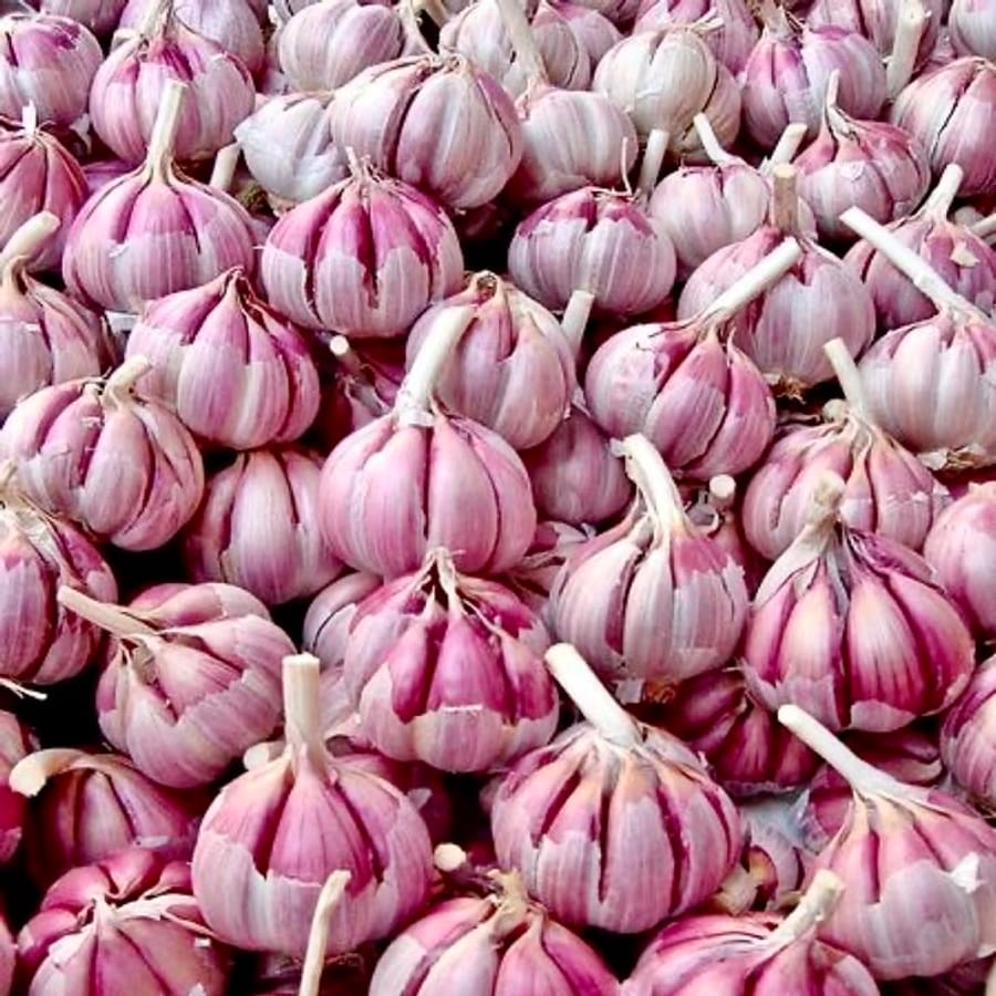 Fresh Garlic